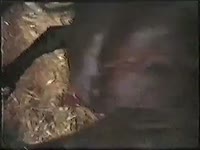 Uninhibited redhead tries sex with pony and Rottweiler 